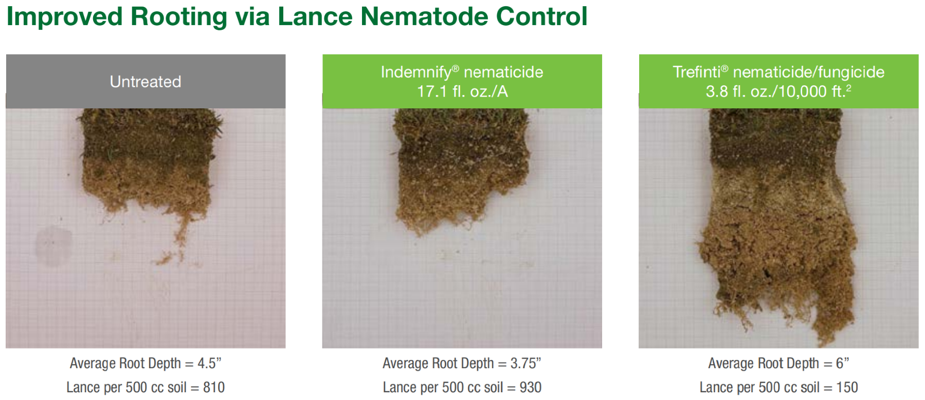 Comparison photos showing the impact of Trefinti in controlling rooting damage caused by lance nematodes